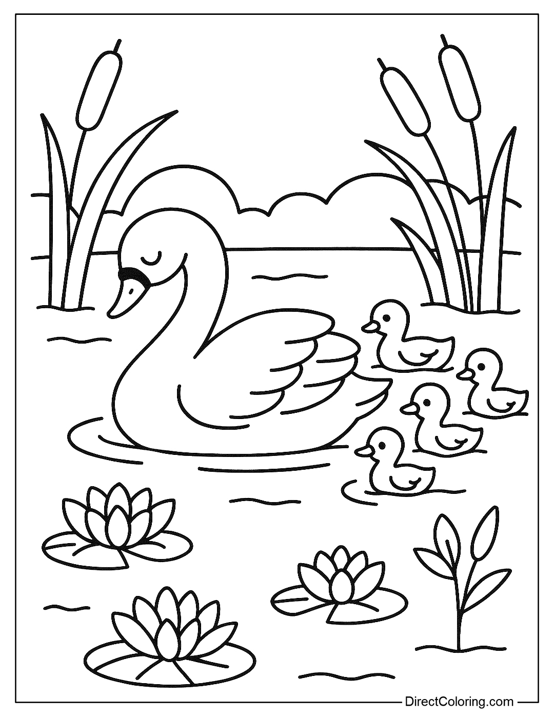Mother swan swimming with her baby swans on the lake, lotus flowers and reeds on the shore